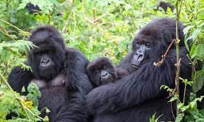 Enchanting Bwindi Getaway