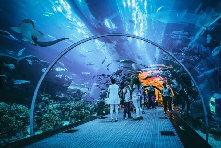 Dazzling S.E.A Aquarium Singapore