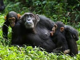 PRIMATE SAFARI